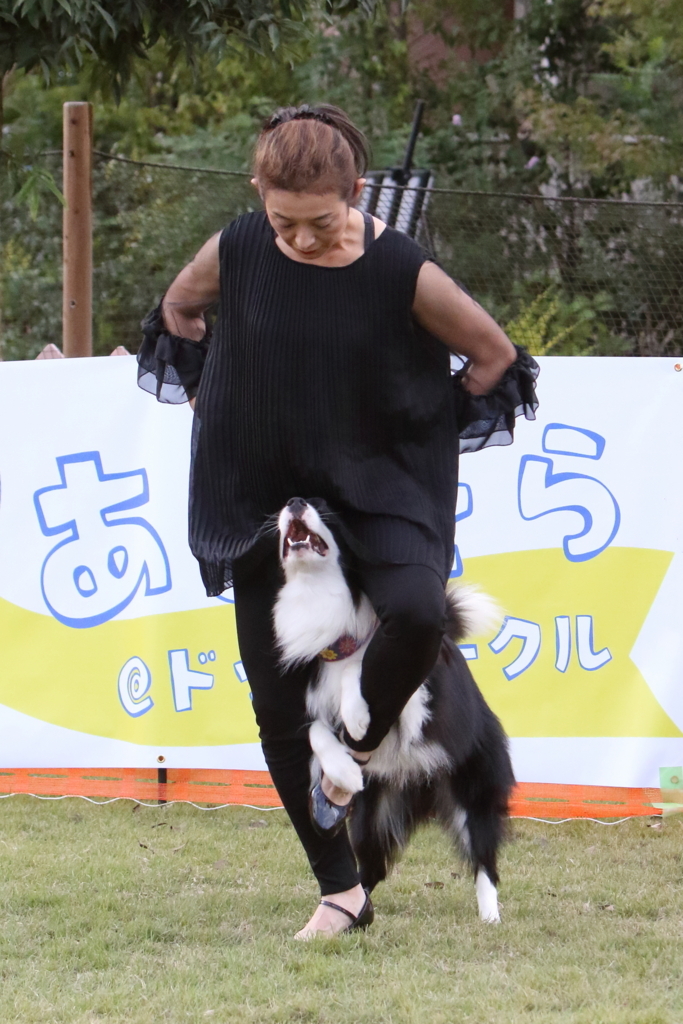 f:id:SunnySideDogs:20171017002413j:plain