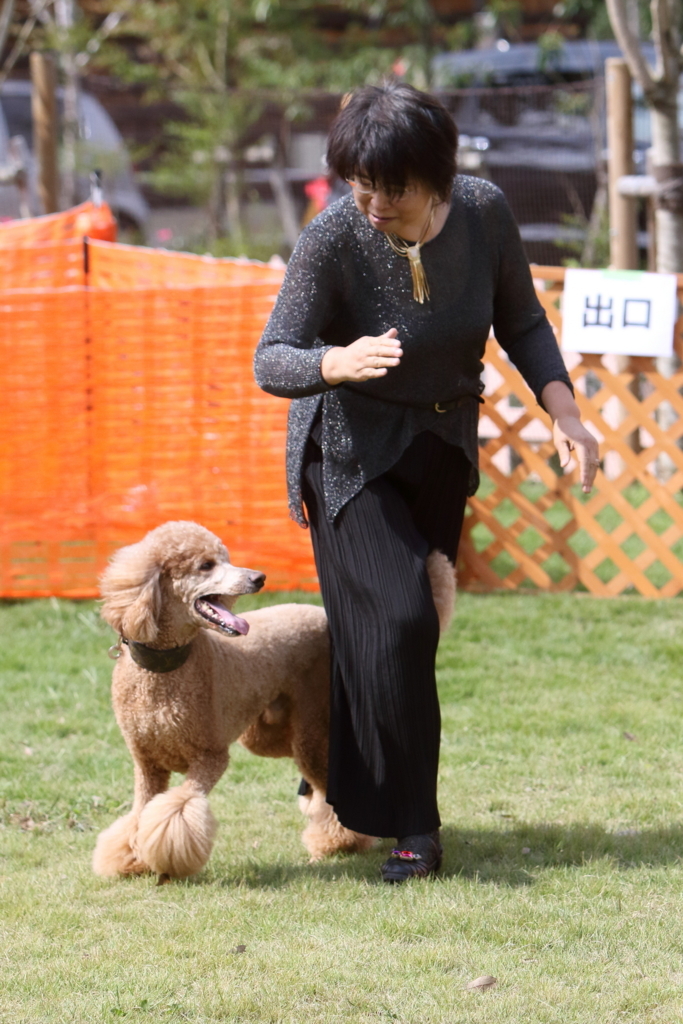 f:id:SunnySideDogs:20171017215110j:plain