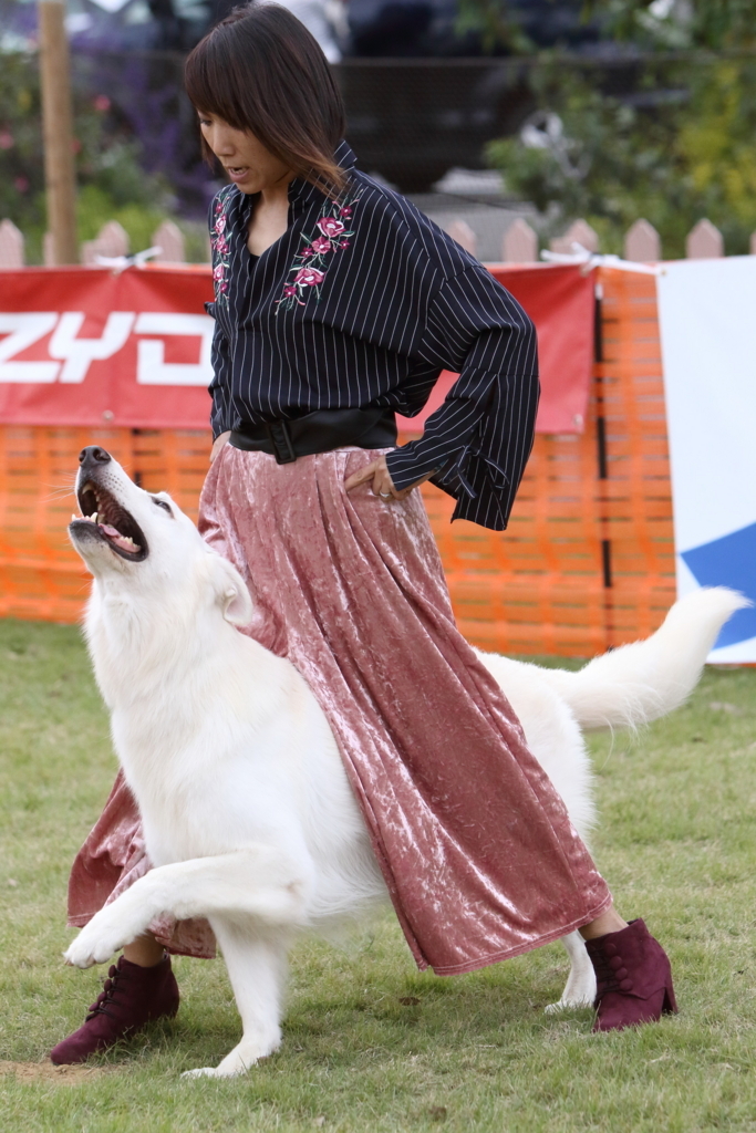 f:id:SunnySideDogs:20171017221220j:plain