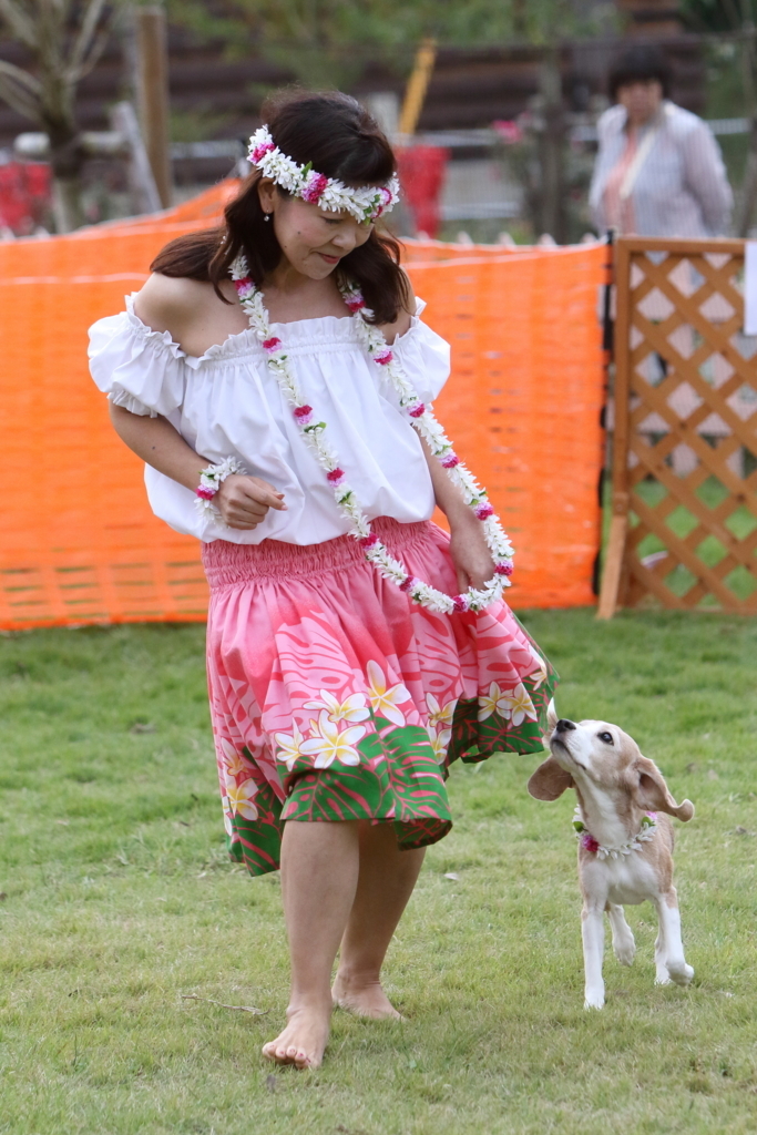 f:id:SunnySideDogs:20171017221303j:plain