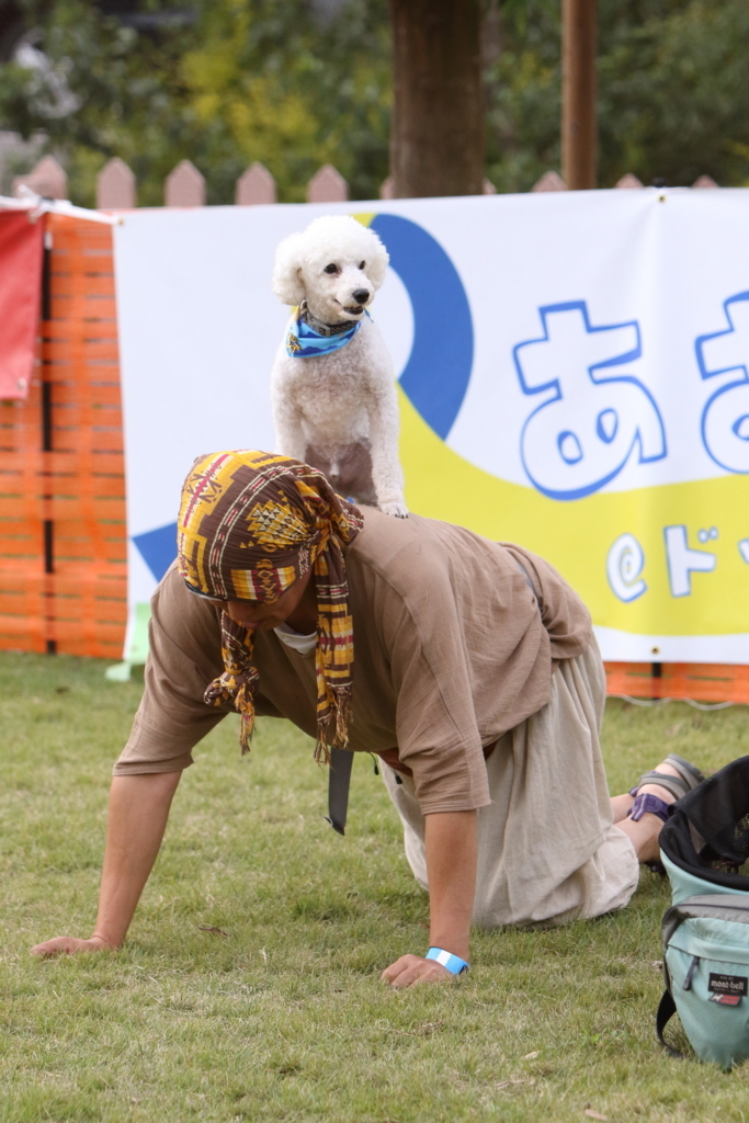 f:id:SunnySideDogs:20171017221327j:plain