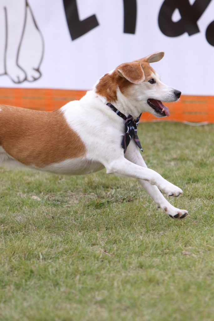 f:id:SunnySideDogs:20171017224641j:plain