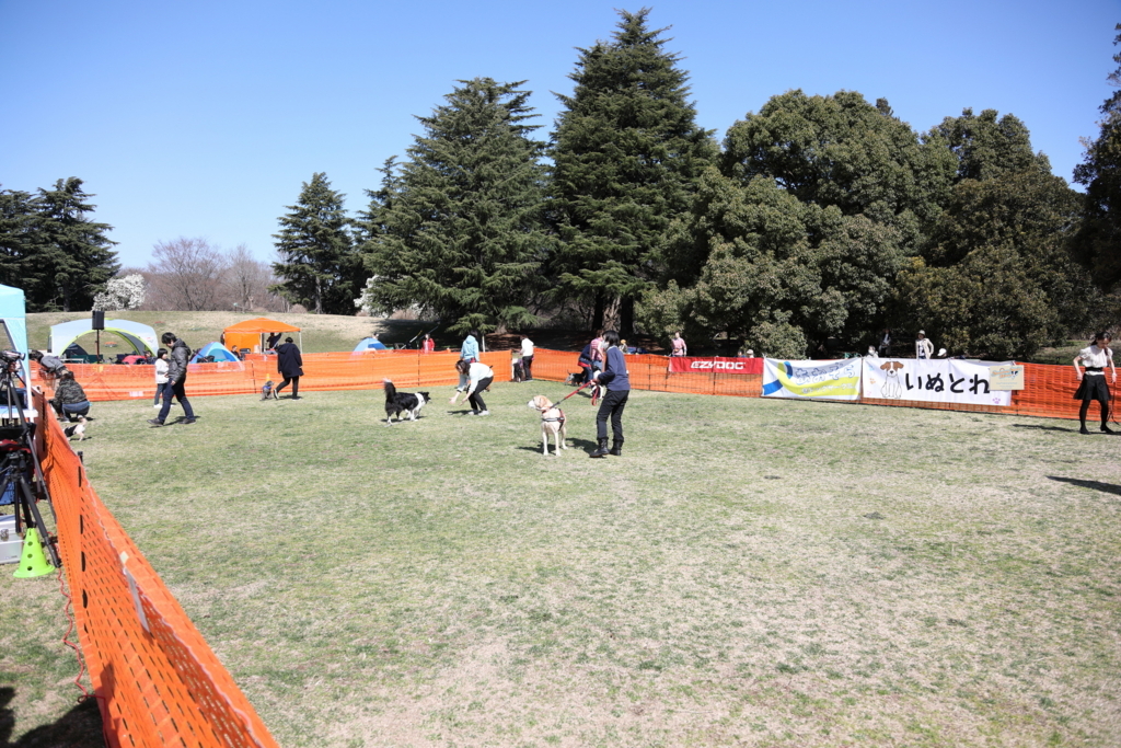 f:id:SunnySideDogs:20180405225224j:plain