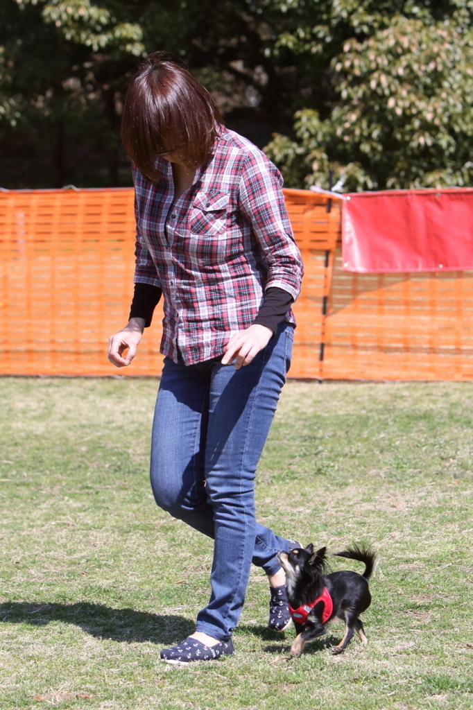 f:id:SunnySideDogs:20180405225306j:plain