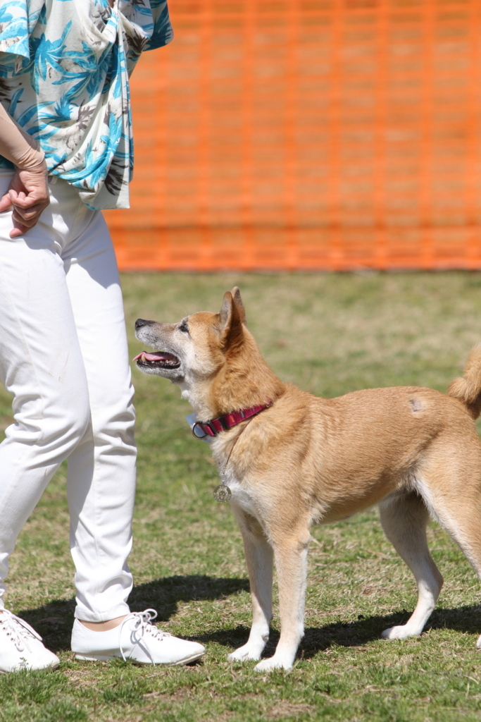 f:id:SunnySideDogs:20180405225421j:plain