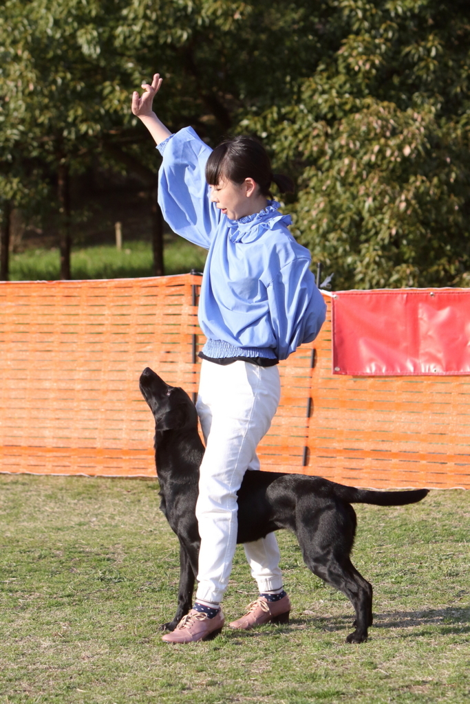 f:id:SunnySideDogs:20180405232022j:plain