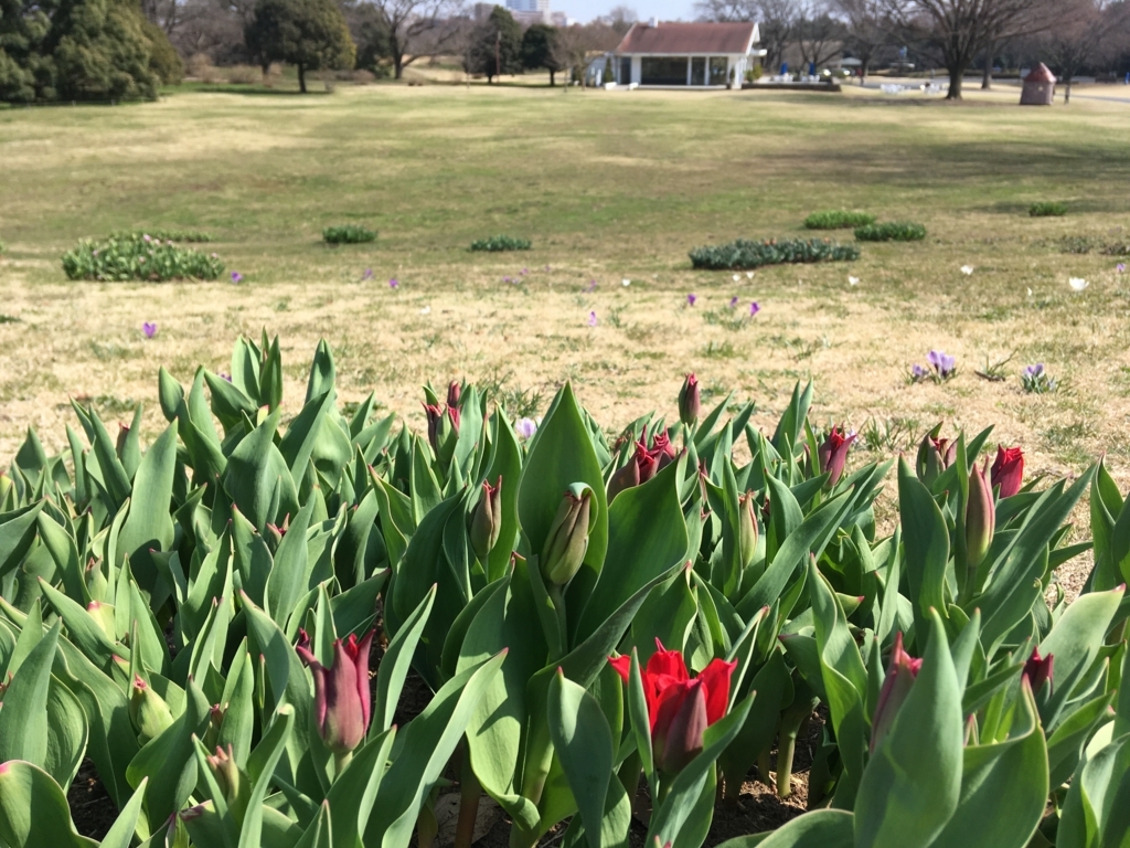 f:id:SunnySideDogs:20180405235124j:plain