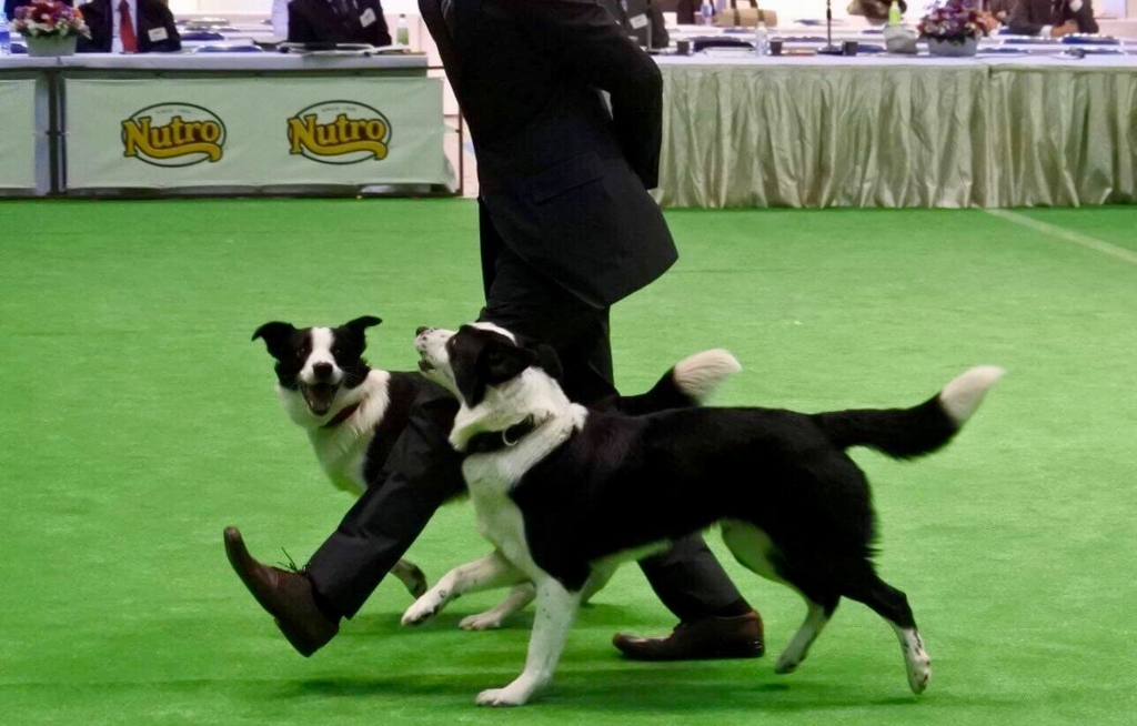 f:id:SunnySideDogs:20180410185943j:plain f:id:SunnySideDogs:20180410185943j:plain