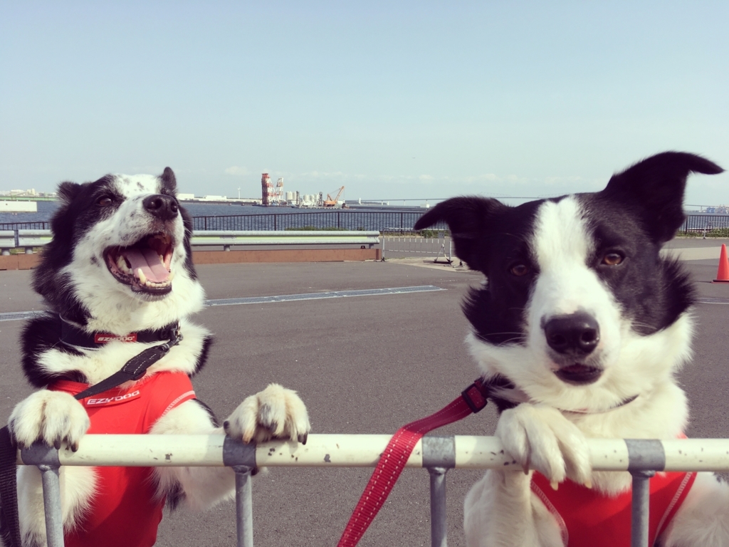 f:id:SunnySideDogs:20180410191715j:plain f:id:SunnySideDogs:20180410191715j:plain