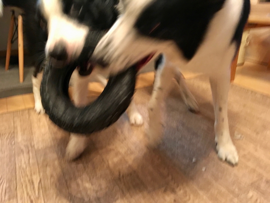 f:id:SunnySideDogs:20180410192955j:plain f:id:SunnySideDogs:20180410192955j:plain