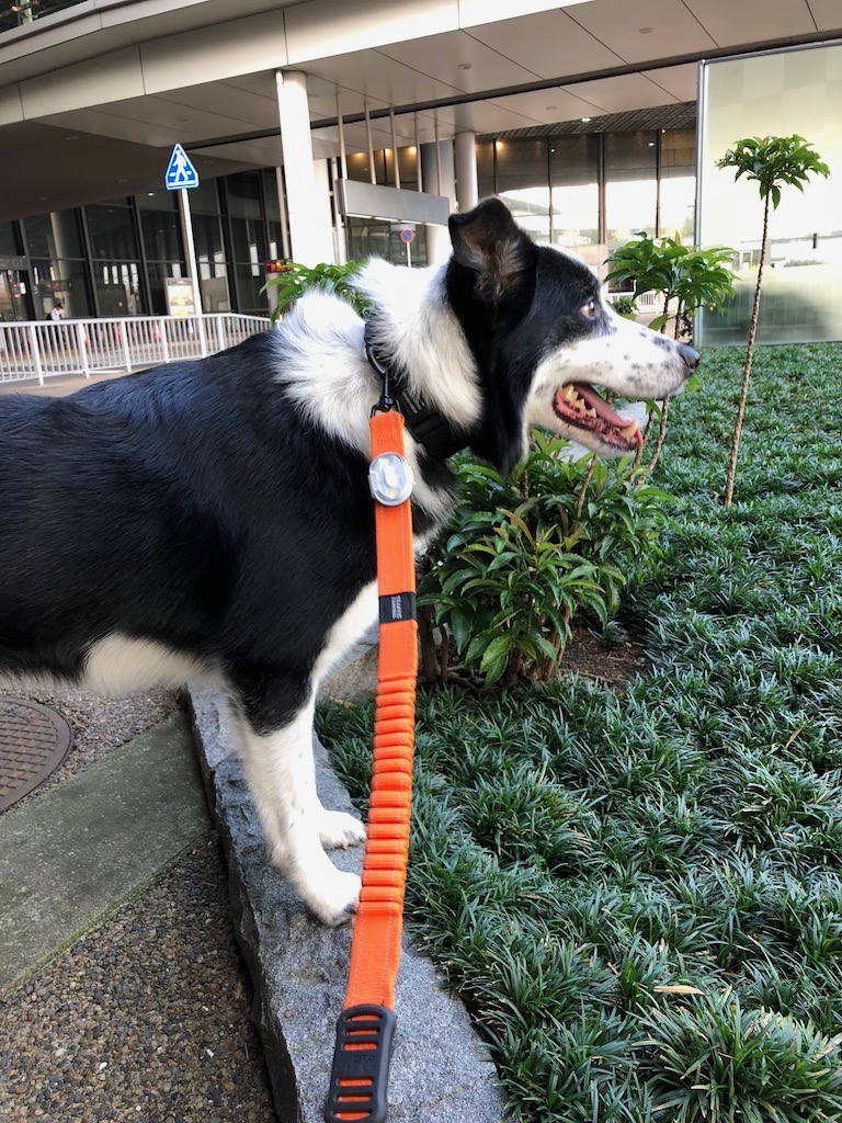 f:id:SunnySideDogs:20181021002535j:plain f:id:SunnySideDogs:20181021002535j:plain