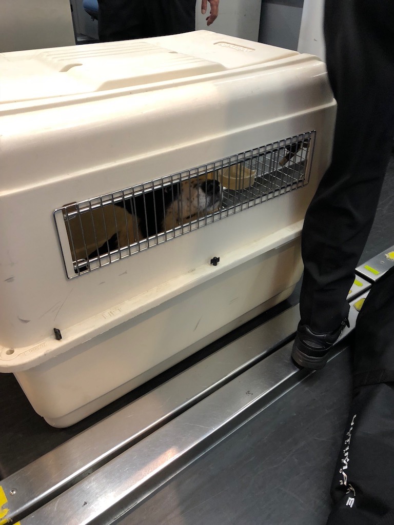 f:id:SunnySideDogs:20181021002635j:plain f:id:SunnySideDogs:20181021002635j:plain