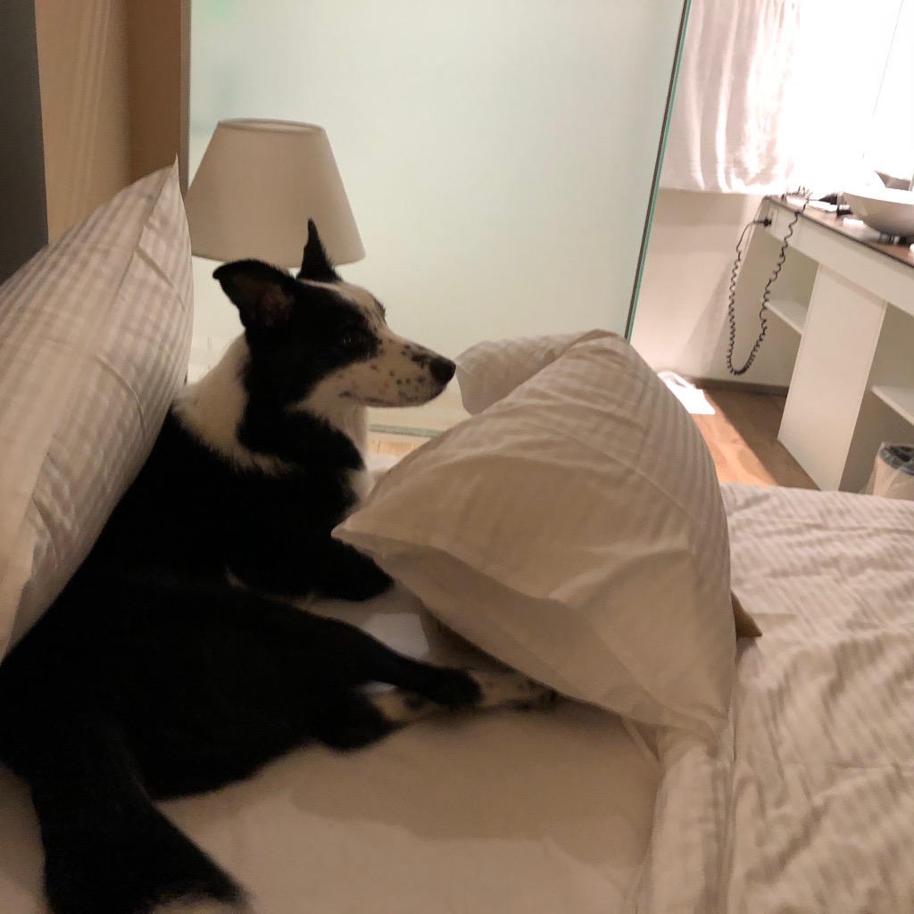 f:id:SunnySideDogs:20181021002933j:plain f:id:SunnySideDogs:20181021002933j:plain