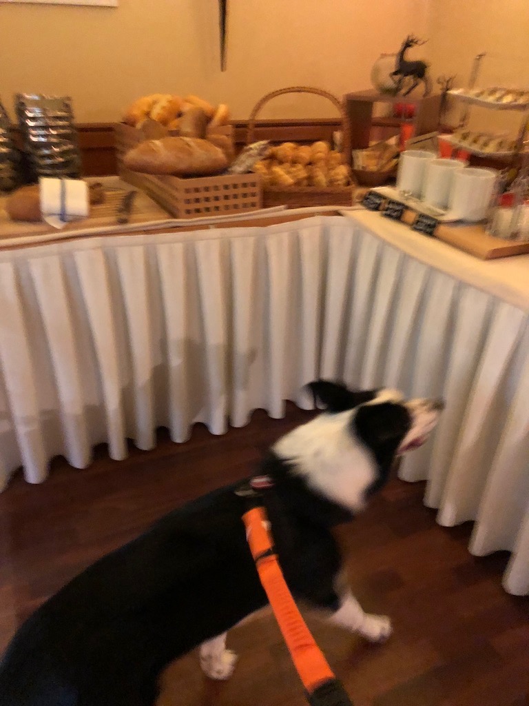 f:id:SunnySideDogs:20181021002956j:plain f:id:SunnySideDogs:20181021002956j:plain