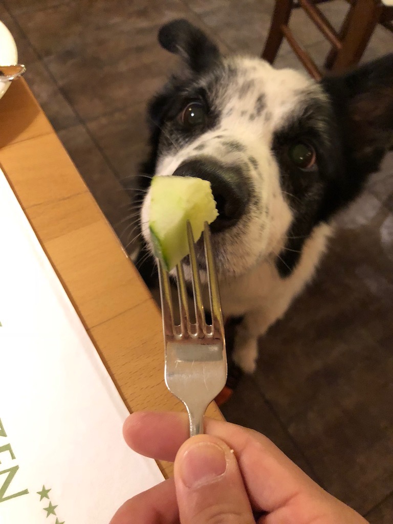 f:id:SunnySideDogs:20181021003013j:plain f:id:SunnySideDogs:20181021003013j:plain