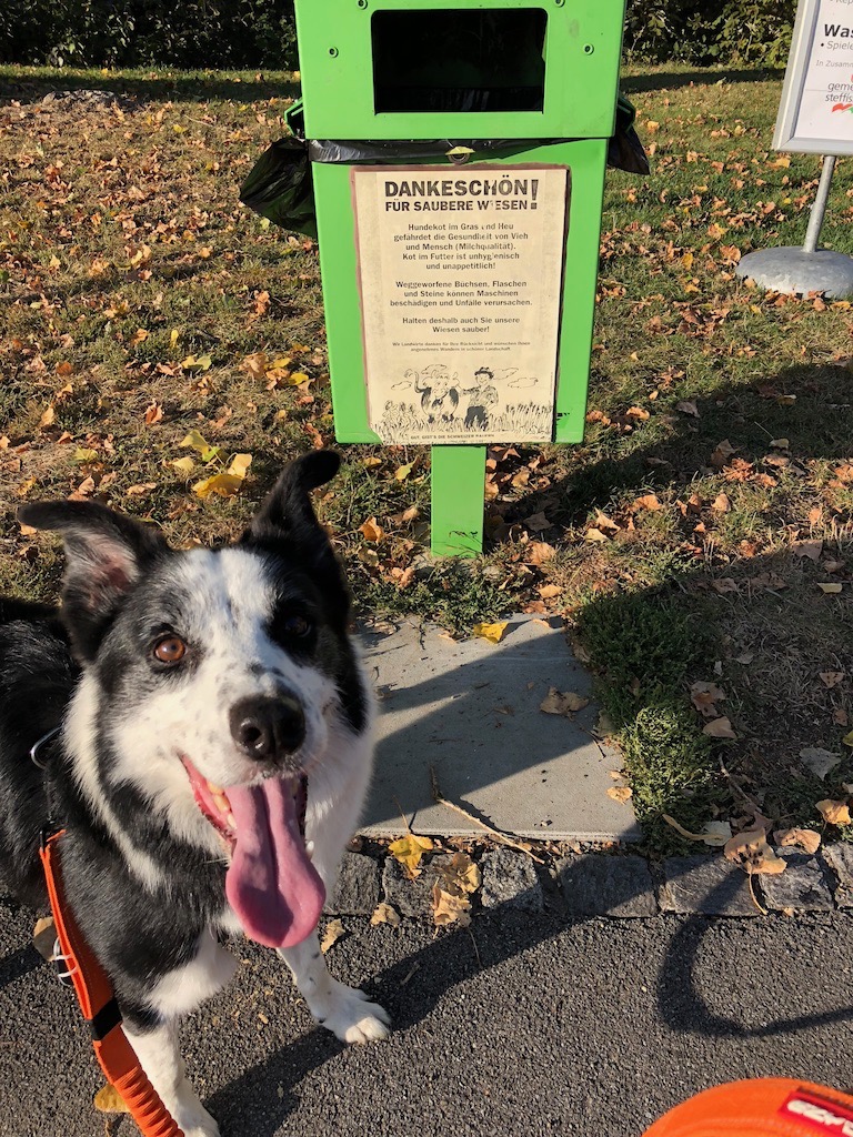 f:id:SunnySideDogs:20181021003431j:plain f:id:SunnySideDogs:20181021003431j:plain