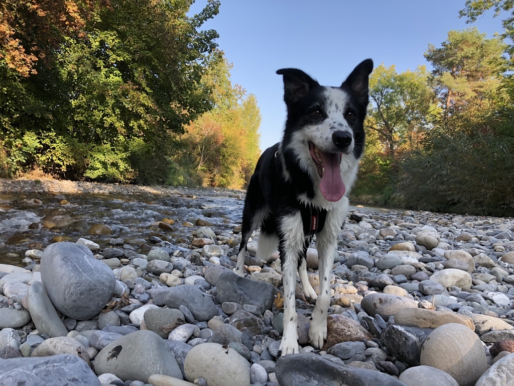 f:id:SunnySideDogs:20181021003530j:plain f:id:SunnySideDogs:20181021003530j:plain