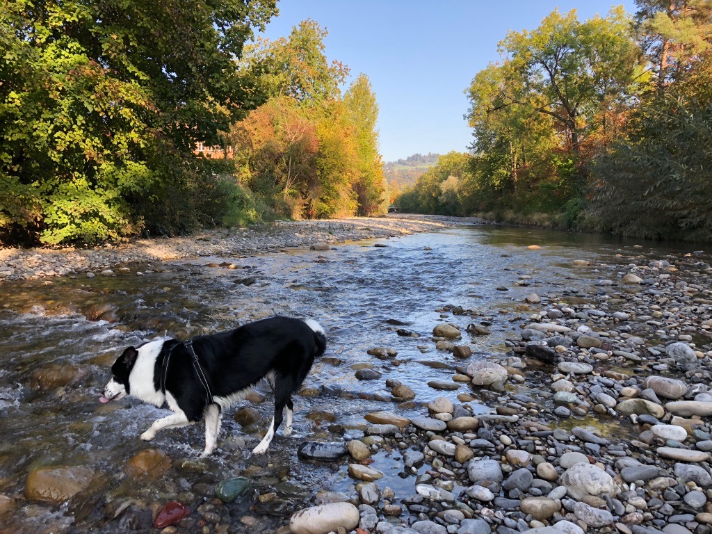 f:id:SunnySideDogs:20181021003536j:plain f:id:SunnySideDogs:20181021003536j:plain