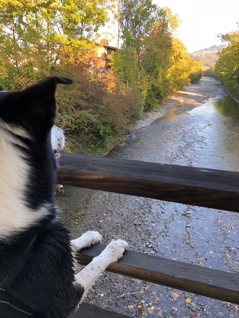 f:id:SunnySideDogs:20181021003655j:plain f:id:SunnySideDogs:20181021003655j:plain