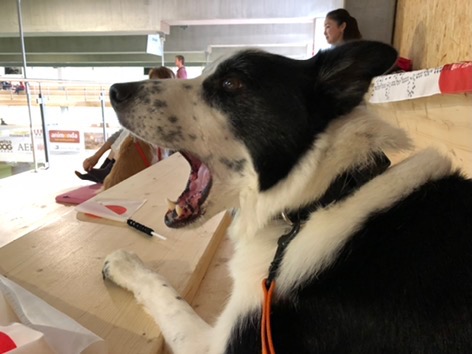 f:id:SunnySideDogs:20181021005442j:plain f:id:SunnySideDogs:20181021005442j:plain
