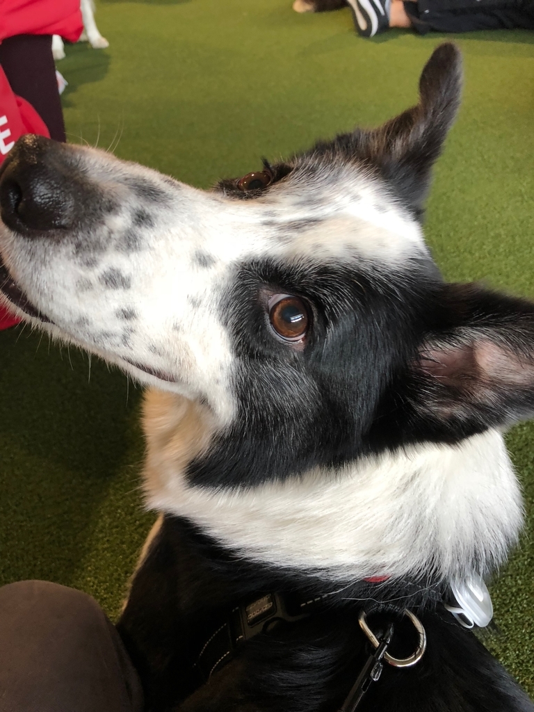 f:id:SunnySideDogs:20181021010033j:plain f:id:SunnySideDogs:20181021010033j:plain