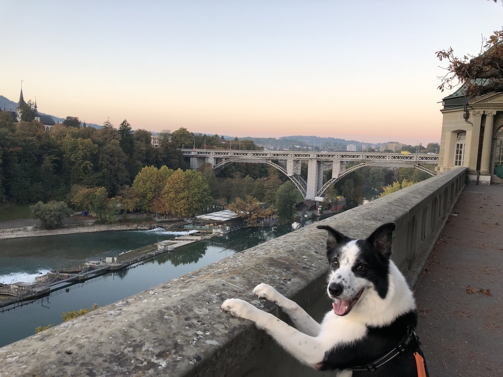 f:id:SunnySideDogs:20181021010619j:plain f:id:SunnySideDogs:20181021010619j:plain