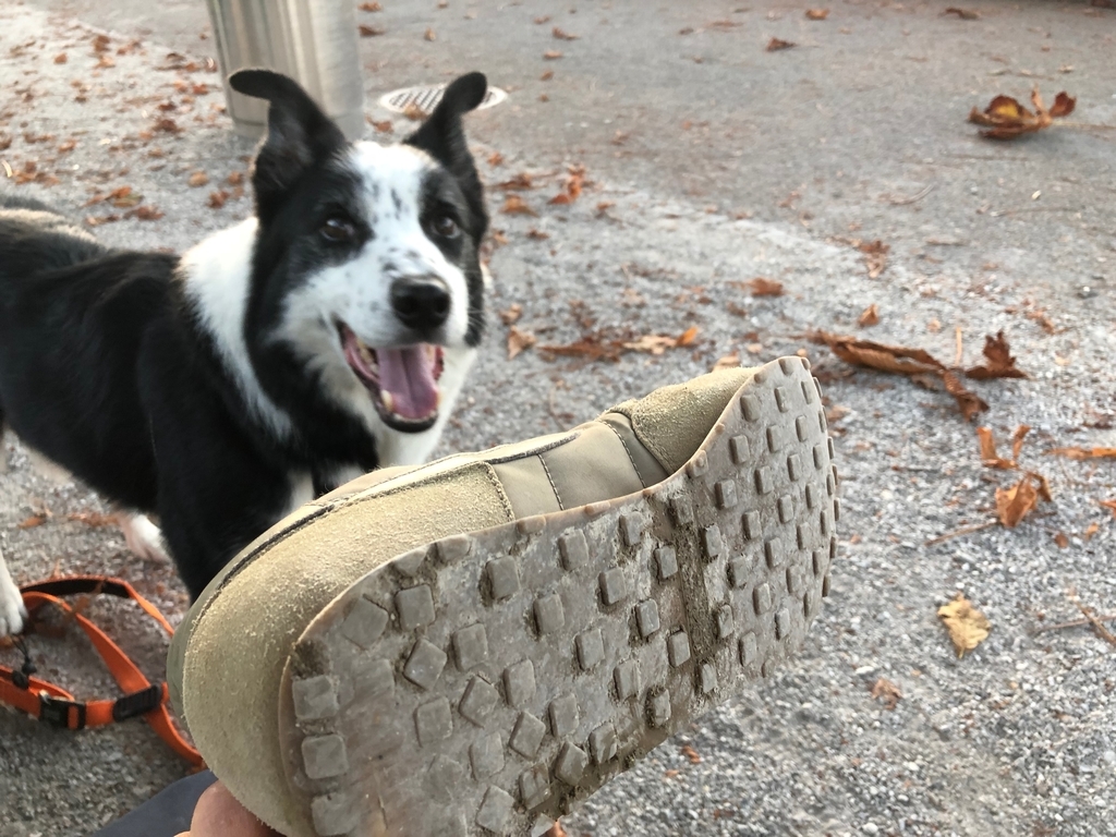 f:id:SunnySideDogs:20181021010729j:plain f:id:SunnySideDogs:20181021010729j:plain