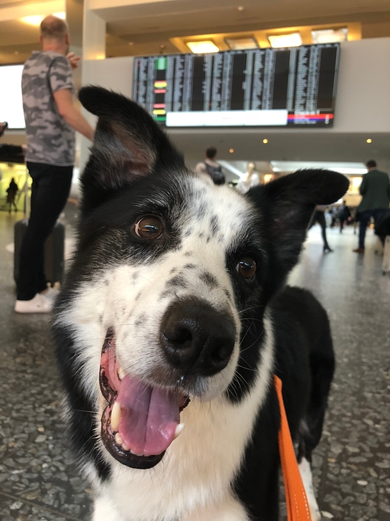 f:id:SunnySideDogs:20181021010829j:plain f:id:SunnySideDogs:20181021010829j:plain