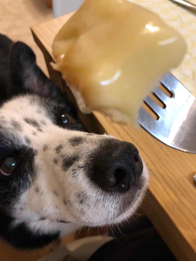 f:id:SunnySideDogs:20181021010945j:plain f:id:SunnySideDogs:20181021010945j:plain