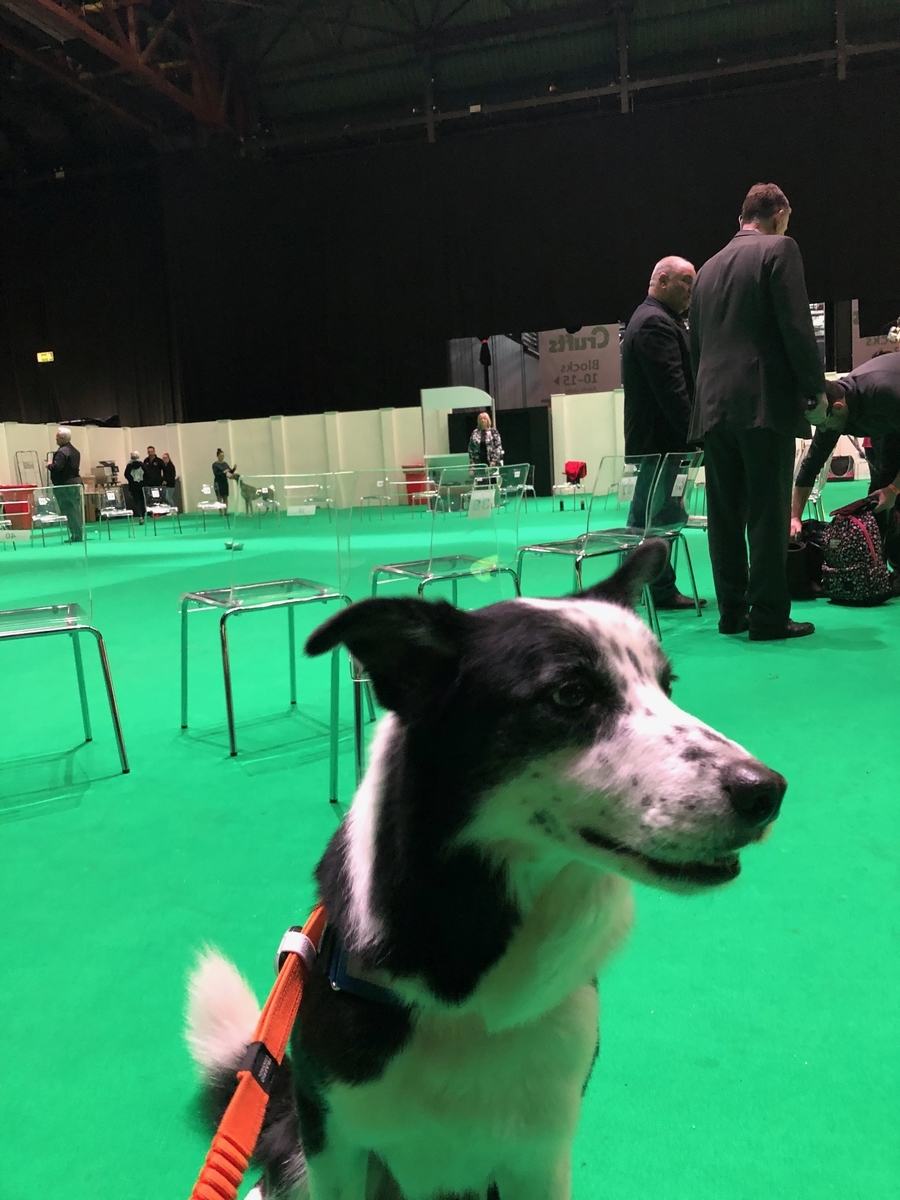 f:id:SunnySideDogs:20190315032150j:plain f:id:SunnySideDogs:20190315032150j:plain