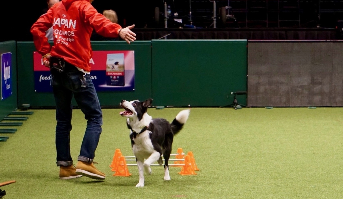 f:id:SunnySideDogs:20190315033032j:plain f:id:SunnySideDogs:20190315033032j:plain
