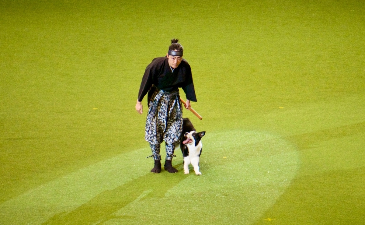 f:id:SunnySideDogs:20190315161833j:plain f:id:SunnySideDogs:20190315161833j:plain