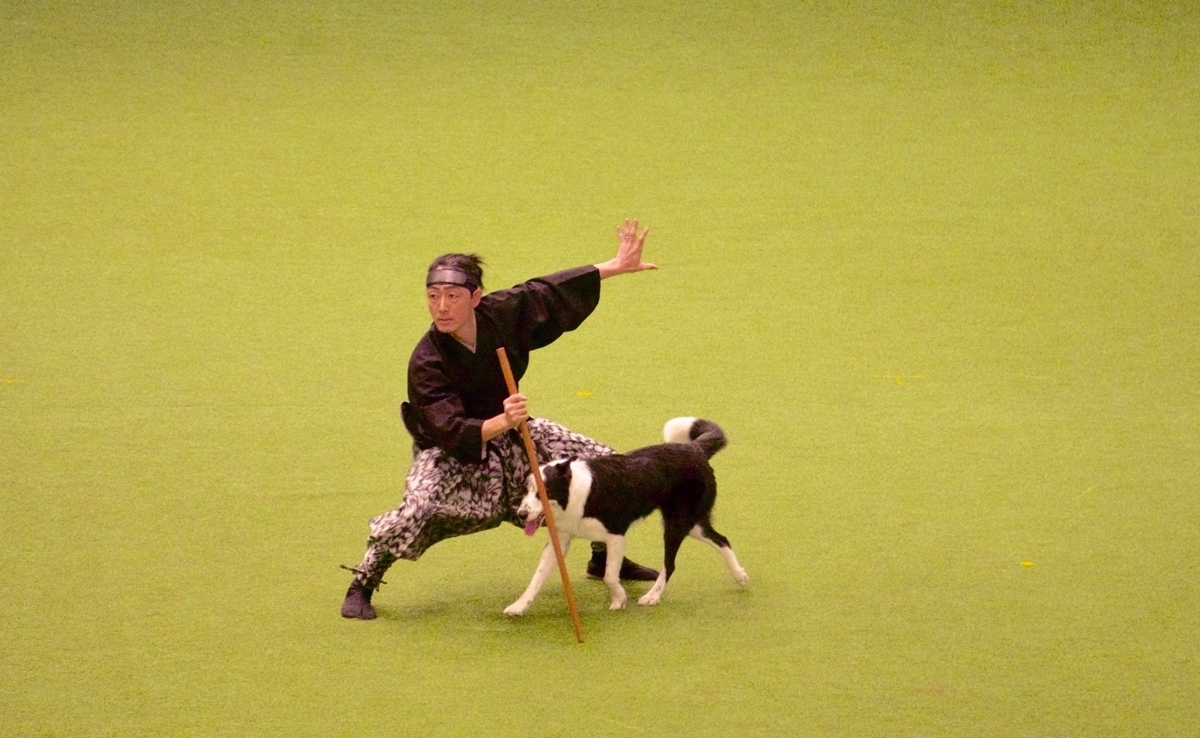 f:id:SunnySideDogs:20190315163023j:plain f:id:SunnySideDogs:20190315163023j:plain