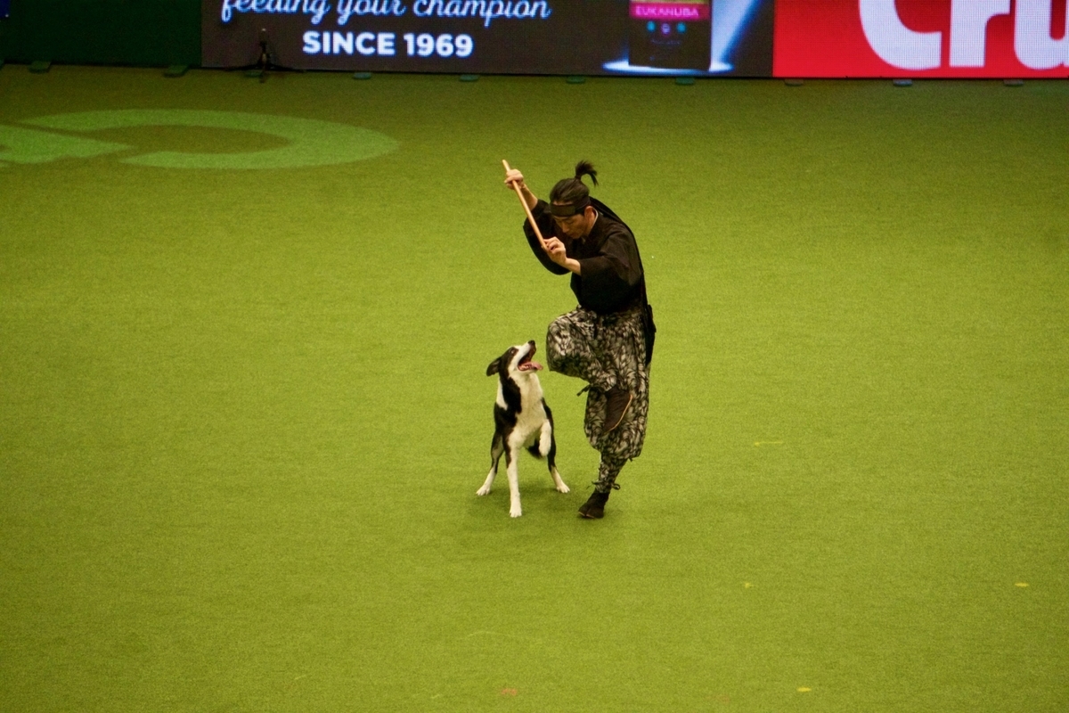 f:id:SunnySideDogs:20190315163208j:plain f:id:SunnySideDogs:20190315163208j:plain