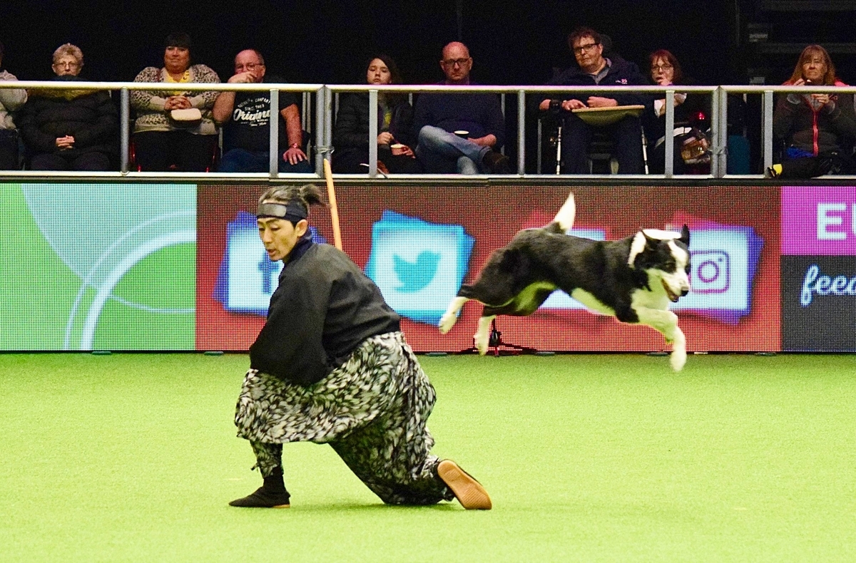 f:id:SunnySideDogs:20190315163413j:plain f:id:SunnySideDogs:20190315163413j:plain