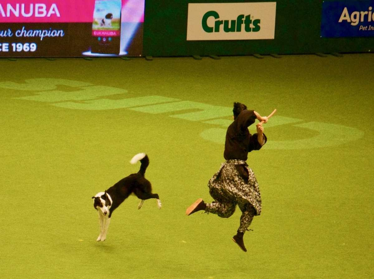 f:id:SunnySideDogs:20190315163540j:plain f:id:SunnySideDogs:20190315163540j:plain