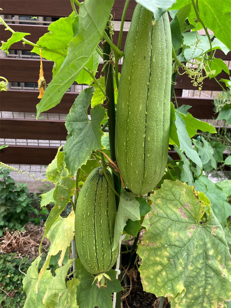 ヘチマ 育て 方