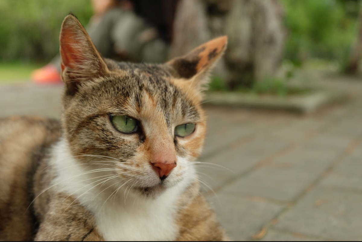 f:id:SuperEliteYasai-Jin:20190413130308p:plain