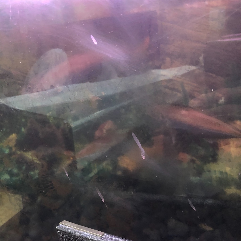 f:id:SurfandSake:20220529001952j:image