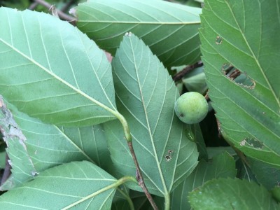この木はケヤキなのだろうか - ある日突然 別荘暮らし
