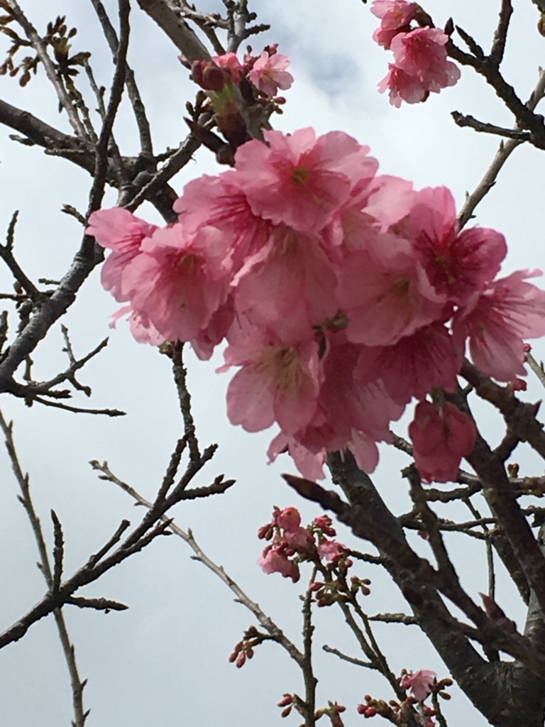 f:id:Suzukun:20180603173627j:plain f:id:Suzukun:20180603173627j:plain