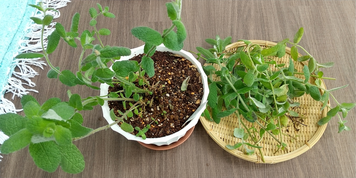 アップルミント収穫 ベランダ菜園日記 アップルミント収穫 ベランダ菜園日記