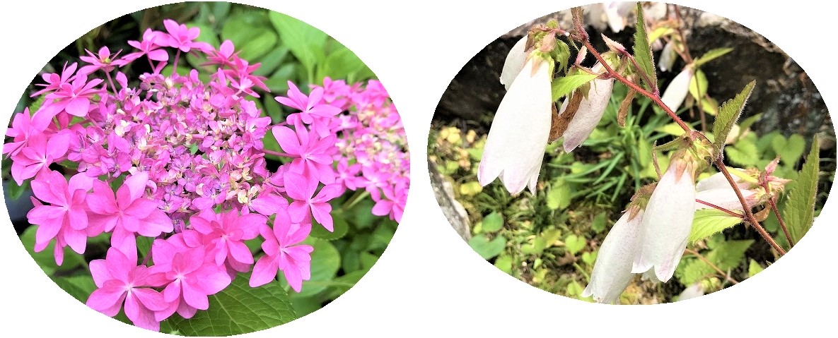 f:id:SweetFlower:20190702155618j:plain
