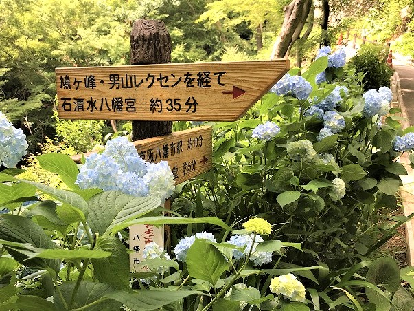 f:id:SweetFlower:20190702160600j:plain