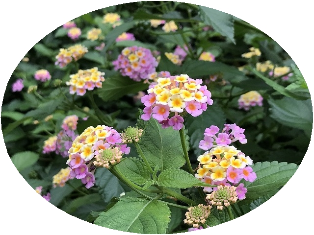 f:id:SweetFlower:20190711124715j:plain