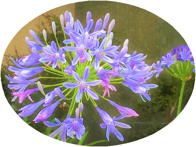 f:id:SweetFlower:20190711124816j:plain