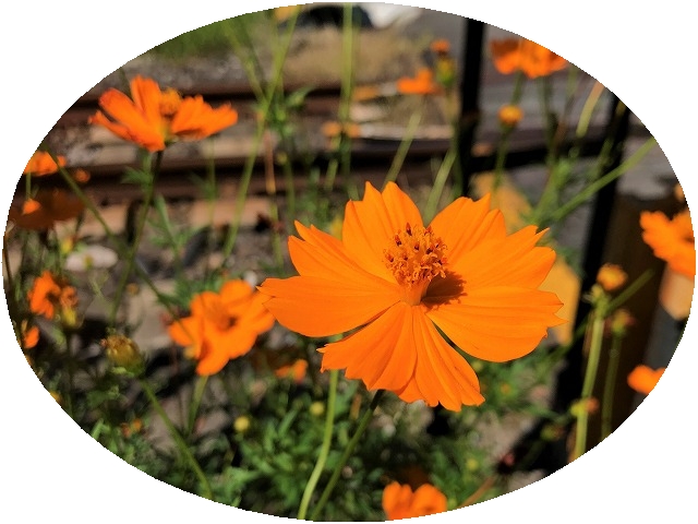 f:id:SweetFlower:20190915114144j:plain