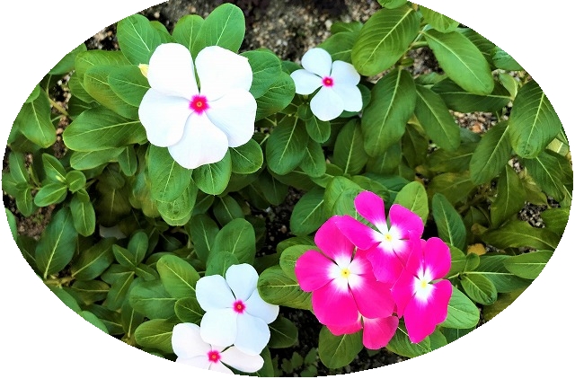 f:id:SweetFlower:20190915114200j:plain