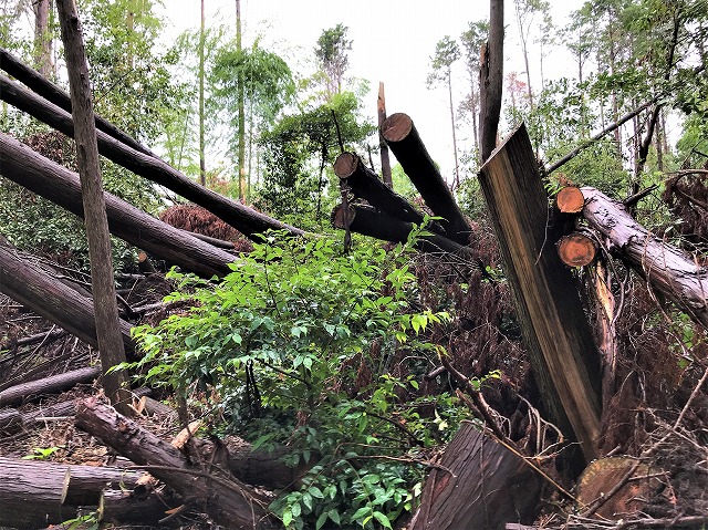 f:id:SweetFlower:20191028185456j:plain f:id:SweetFlower:20191028185456j:plain