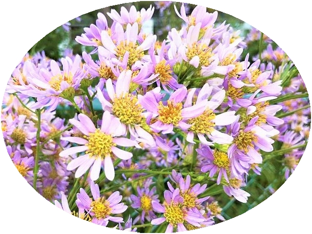 f:id:SweetFlower:20191028185541j:plain f:id:SweetFlower:20191028185541j:plain